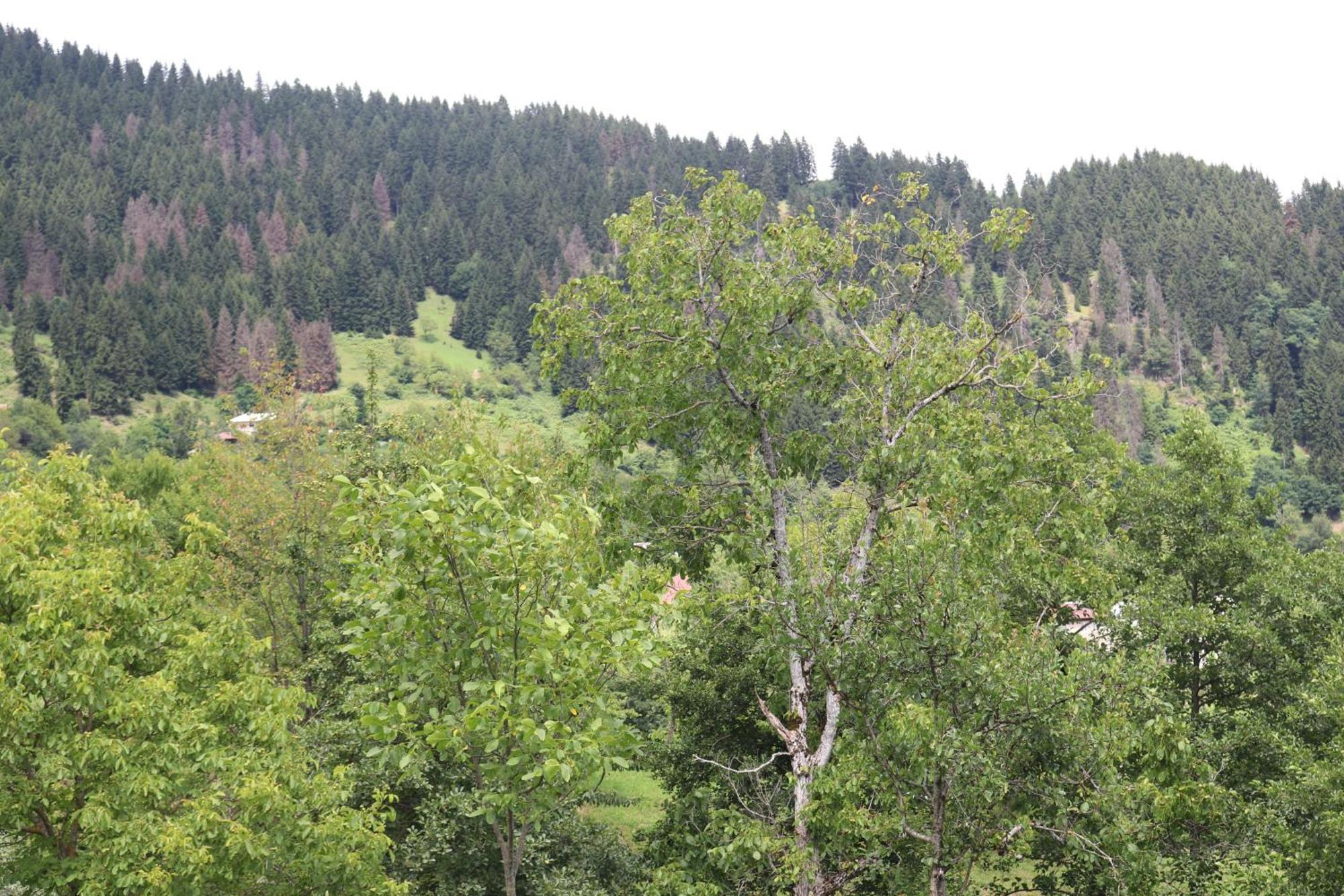 Armazi Hotell Khulo Exteriör bild